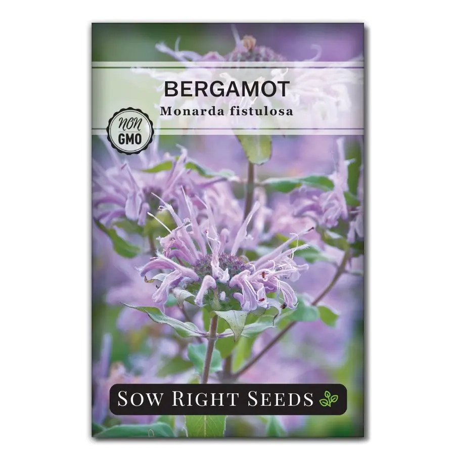 Bergamot (Bee Balm) Bergamot (Bee Balm)