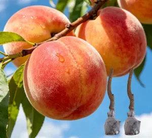 Peach Tree Seedling | Ideal for Home Gardening | Beginner-Friendly | Suitable for Pots or Backyard Planting