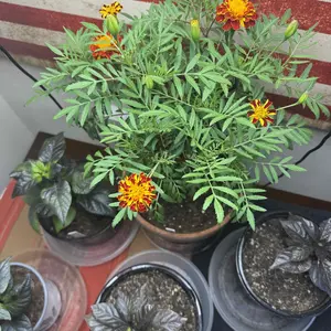 Perfect Plantista Houseplant Pest Spray for Houseplant Pests Thyme Oil Repellent