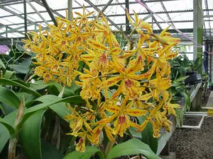 Don Herman 'Carmela Spot' (Whole Plant)