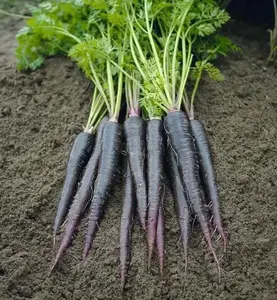 Black Nebula Carrot Seeds - Dried Carrot Seeds for Planting