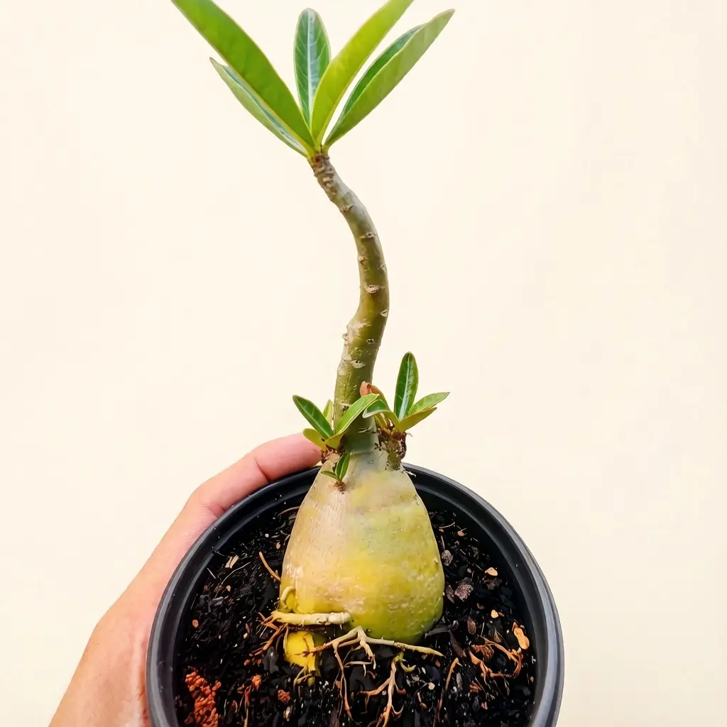 Artificial Desert Rose Bonsai Decor, Novice Friendly Faux Succulent for Indoor Patio Home Decor