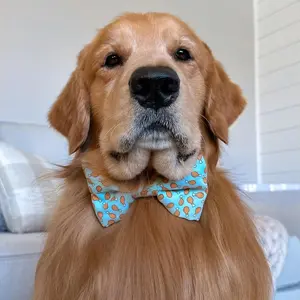Chimken Bow Tie Collar
