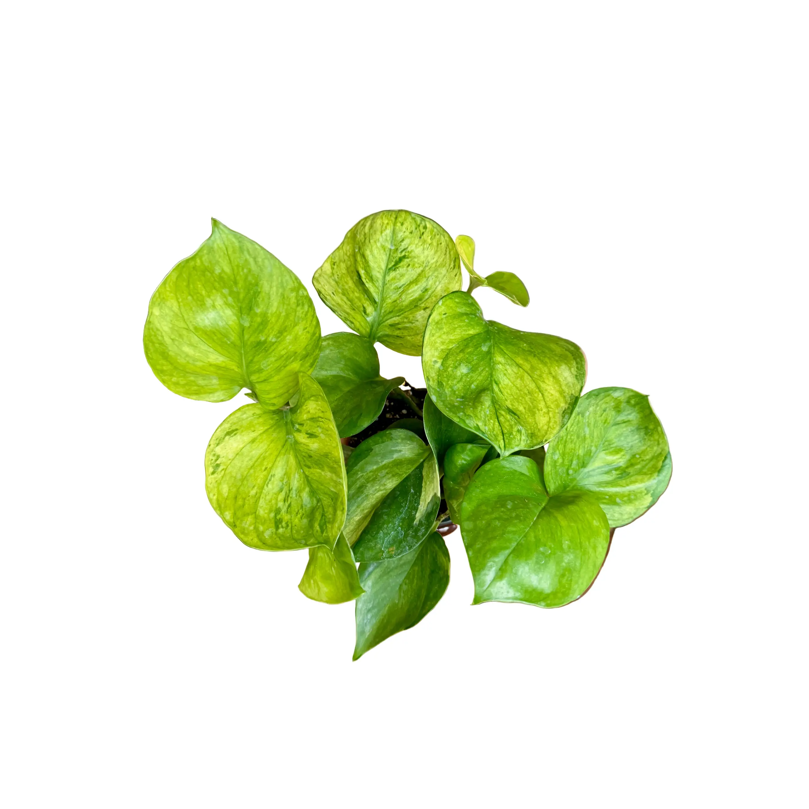 4.5” Guacamole Pothos 🌿 (Exclusive Launch!)