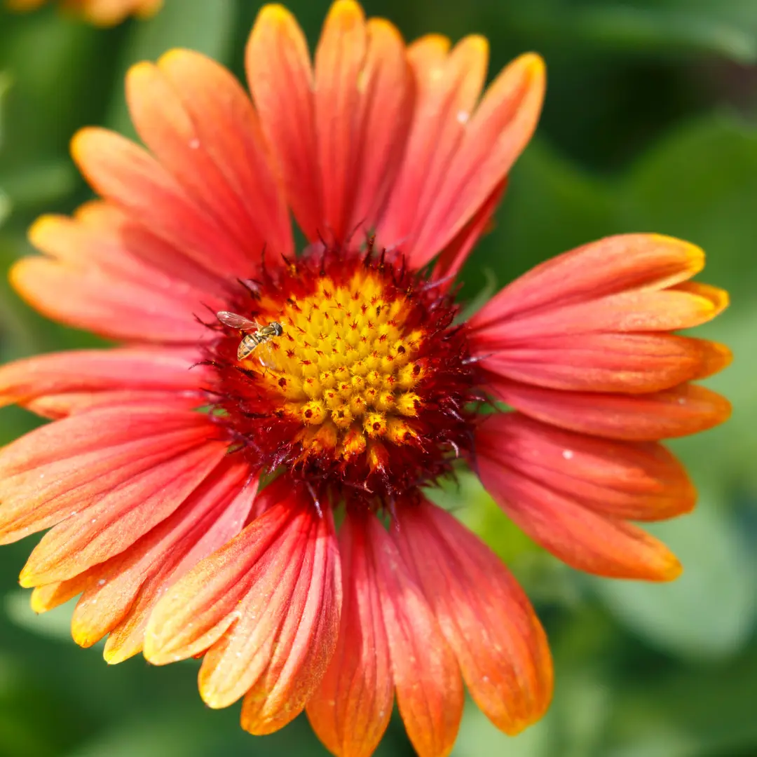 Organic Dwarf Goblin Gaillardia Seeds (Gaillardia grandiflora) – Compact, Vibrant Blooms, Attracts Pollinators, Ideal for Borders and Containers – 30+ Seeds