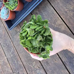 5 Dollars Live Sale Specials Lives Only Sculpture E Succulent Variety Pack in Pots for Home Decor