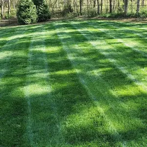10 lb. Midnight Kentucky Bluegrass Cool Season Fine, Soft Textured Lawn, Turf Grass Seed Blend