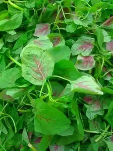 CHINESE SPINACH SEEDS- Asian Vegetables ,Red Stripe Leaf,Edible Amaranth