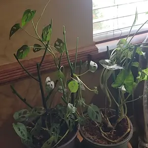 6 Pack Stackable Monstera Plant Support, Plant Stakes for Indoor and Outdoor Plants Use, Garden Stakes for Climbing and Potted Plants, Pothos, Philodendron
