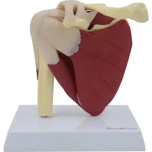 Human Shoulder Joint Bone Model with Muscles