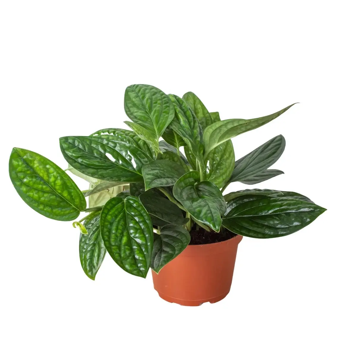 6" Monstera Peru - Indoor Live Plant, Rare Leathery Glossy Leaves, Air Purifying & Very Beginner Friendly,  Ideal for Home Decor Potted Indoor Plant