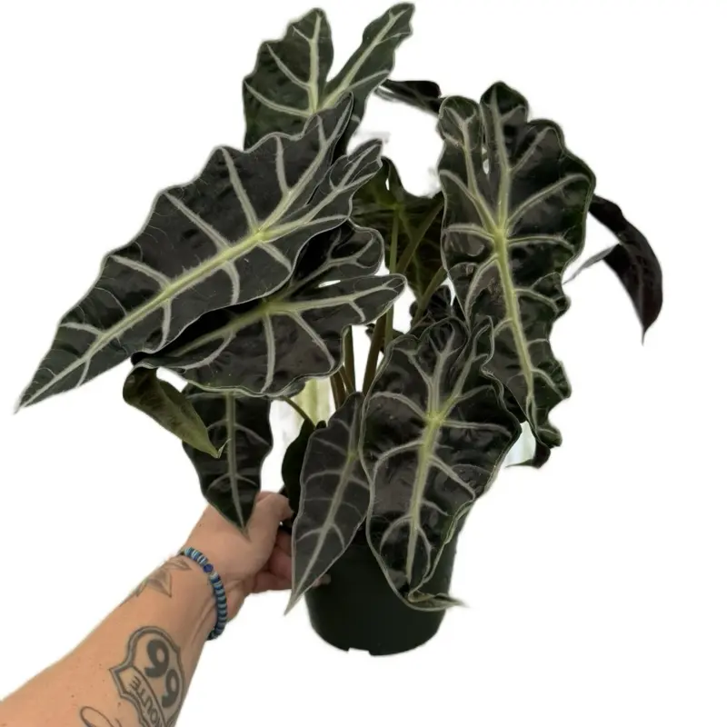6" Alocasia Polly Plant - Black and Green Leaves - Medium Houseplant for Home Decor