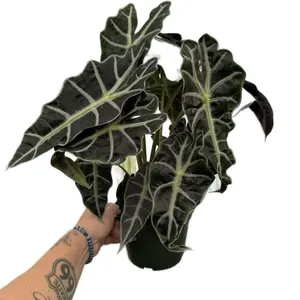 6" Alocasia Polly Plant - Black and Green Leaves - Medium Houseplant for Home Decor