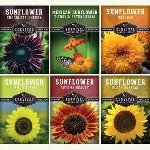 6 Sunflower Collection -  A Rainbow of Colorful Sunflowers
