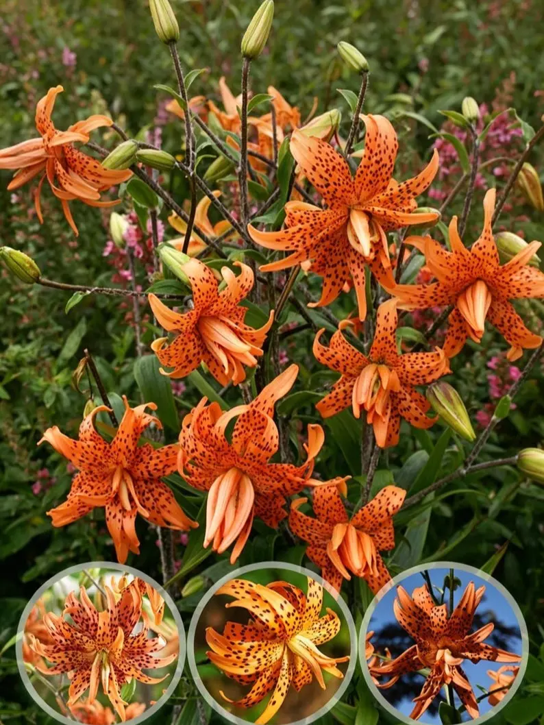 Double Tiger Lily Bulbs, Gorgeous Recurved Blooms For Your Garden