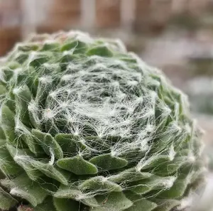 Live Hen And Chicks Plant - Cobweb Hen And Chicks Plant - Cobweb Houseleek Plant - Sempervivum Plant - 2 Inch Pot