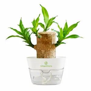 Lucky Brazilian Wood Potted Plant – Mini Brazil Wood for Hydroponics, 2025 New Desktop Decor with Plastic Tray Gift Ornaments Faux Flower Decorations Flower Design Decorations Indoor Faux Tree Wooden