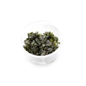 Bucephalandra Red Mini UNS Tissue Culture