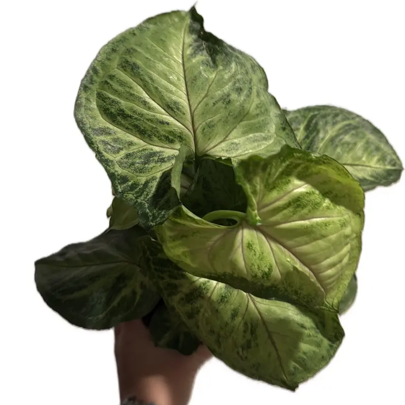 4” Syngonium Podophyllym ‘Bob Allusion’