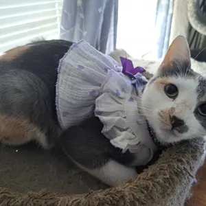 Cute Romantic Lace Pet Dress for Dogs & Cats, One-Piece Design Costume for Special Occasions, Adorable Pet Clothing for Love Celebrations