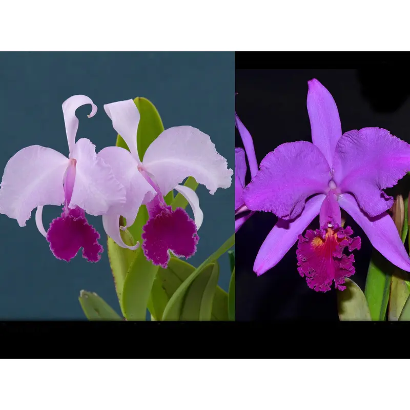 Cattleya trianae 'Michael 7A' x 'Sangre de Toro Dark Lip'