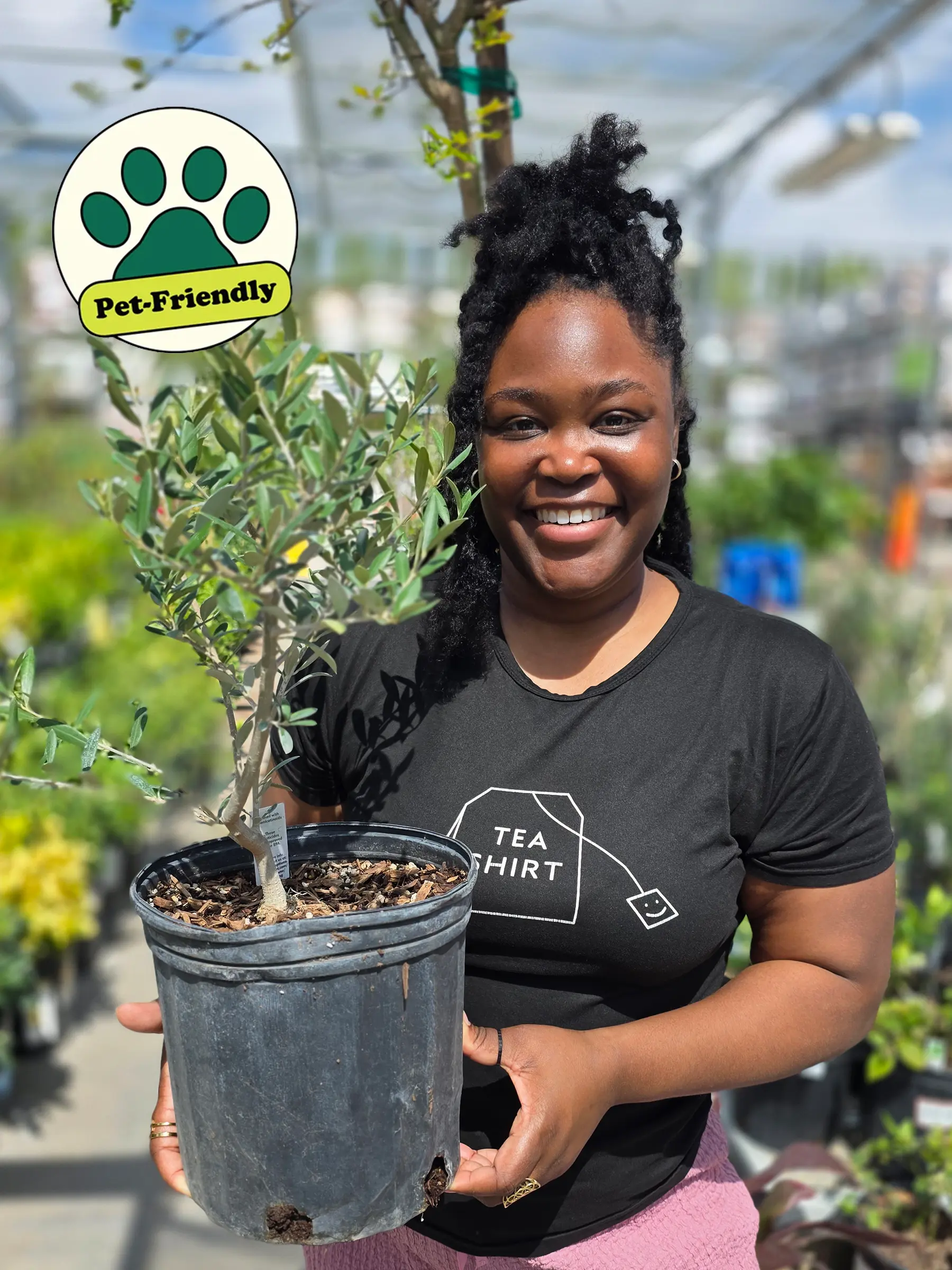 Common Olive Tree, Olea europaea, Live Houseplant, Indoor/Outdoor Plant, Ornamental Tree