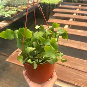 Curly Sue Orchid Cactus plant 6 in pot
