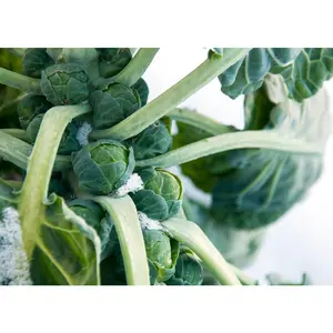 Catskill - Brussels Sprout Seeds
