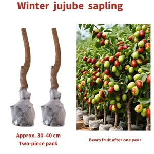 Winter Jujube Tree Seedling – Easy to Grow Sweet Chinese Date Tree for Home Garden & Backyard
