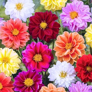 800 seeds of dahlias - beautiful blooming plants, perfect for planting in your garden or as potted plants