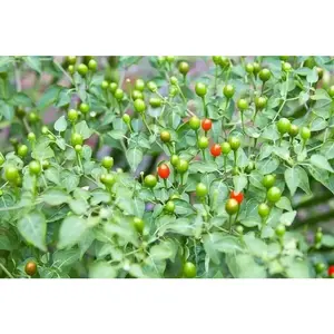 Desert Tepin, PEPPER SEEDS , SUPERHOT