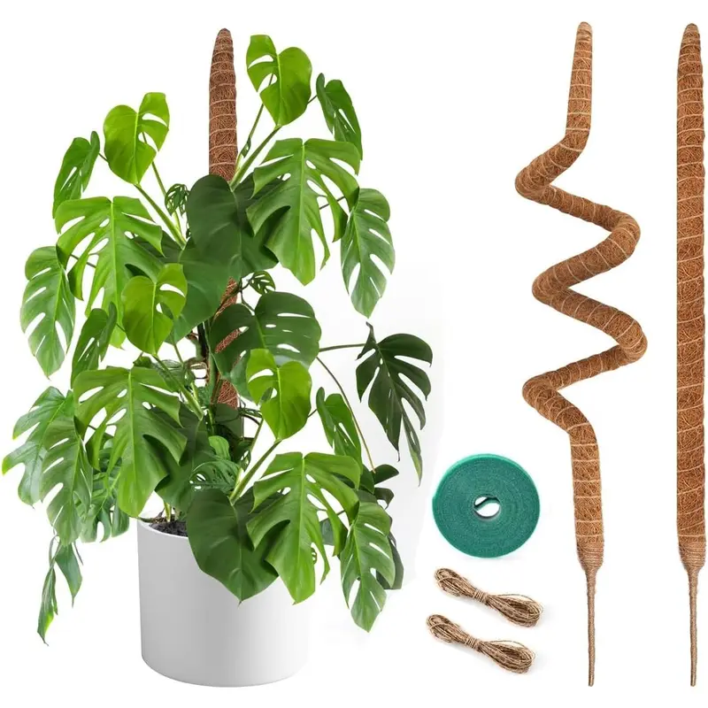 how to make monstera grow bigger - TikTok Shop
