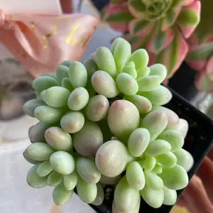-Rare Succulents - Sedum Sweet Cherry（1.5”）