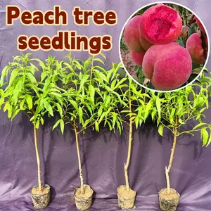 Dwarf peach tree (grafted rootless young tree) - hardy, self-pollinating, easy to grow; suitable for indoor, outdoor and garden environments