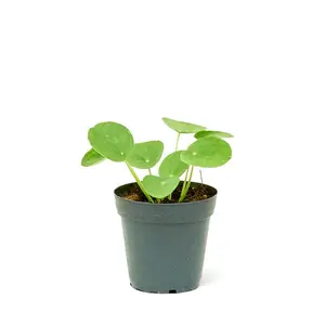 Chinese Money Plant, Small