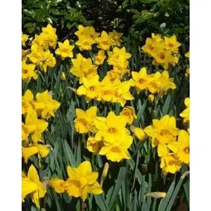 Daffodil Bulb- Eight Week of Blooms , Long lasting, easy care, deer resistant perennials~Fall Planting