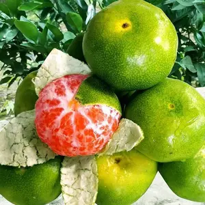 Early-maturing green-skinned tangerine seedlings | Sweet seedless citrus tree, cold-resistant and drought-resistant, with a high survival rate, making it an ideal choice for garden orchard planting