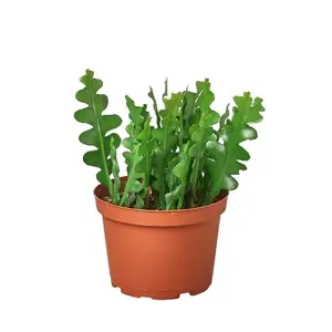 Epiphyllum 'Ric Rac' Cactus indoor houseplant
