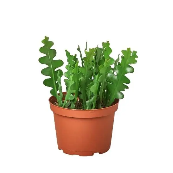 Epiphyllum 'Ric Rac' Cactus indoor houseplant