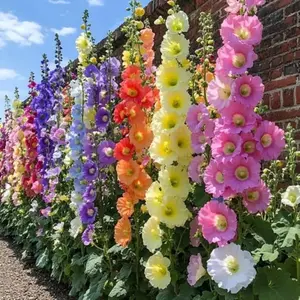 200 Pcs Mixed Color Hollyhock Seeds for Planting, Malva Flower Seeds for Garden Beds, Tall Ornamental Perennial Flowers, Seeds Only, Not Live Plants