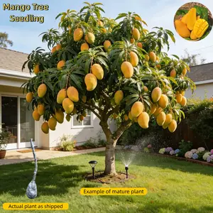 Heirloom Mango Tree – Bare Root Live Plant, Perennial Fruit Tree, Sweet & Juicy, Great for Home Garden & Backyard Orchard Non-GMO Sapling