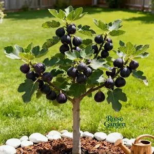 Fig seedlings can be planted in pots in all seasons in the north and south