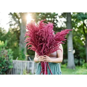 Red Garnet - Amaranth Seeds