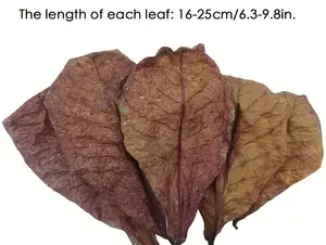 10pcs Natural Aquatic Almond Leaves for pH Balance and Water Conditioning