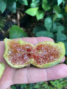 Green Honeylicious Fig Scion, Scionwood, Cutting- One of Our GYOFN Exclusive Varieties
