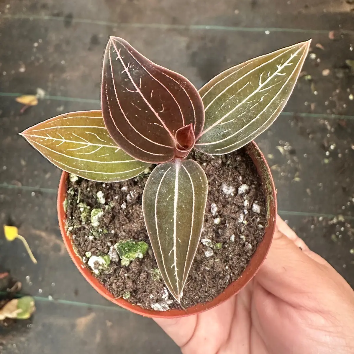 Jewel orchid 2 in pot plant Ludisia Discolor