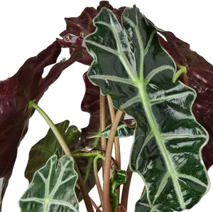 Alocasia Polly 'African Mask' 4"