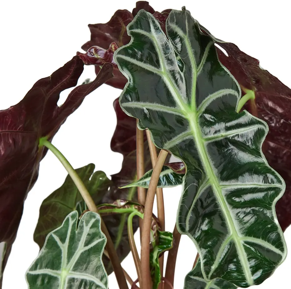 Alocasia Polly 'African Mask' 4"