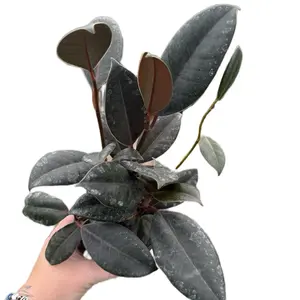 4” Ficus Elastica burgundy | Rubber plant