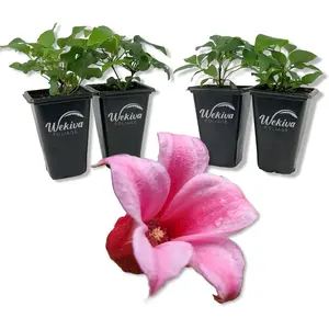 Clematis Duchess of Albany - Live Starter Plants in 2 Inch Growers Pots - Starter Plants Ready for The Garden - Rare Clematis for Collectors